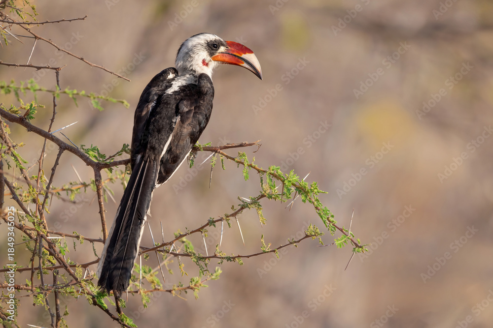 Fototapeta premium Red-billed hornbill perched on thorny branch in Tanzania