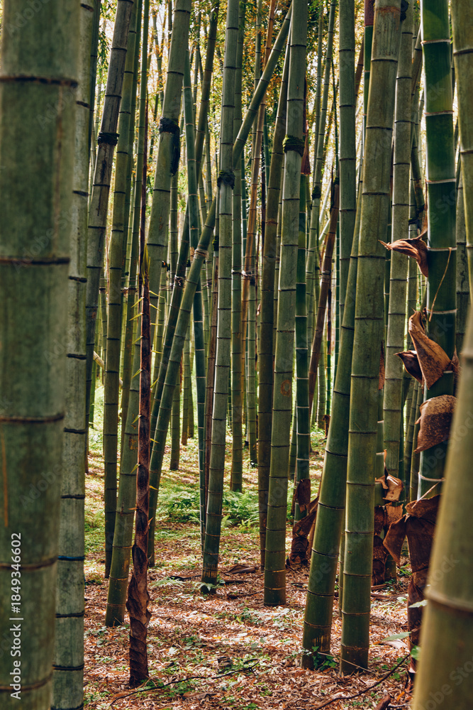 Fototapeta premium Bamboo forest grove with tall green trunks and slender stalks in peaceful nature, vertical culms creating textured patterns and soft sunlight filtering through the leafy canopy to the ground.