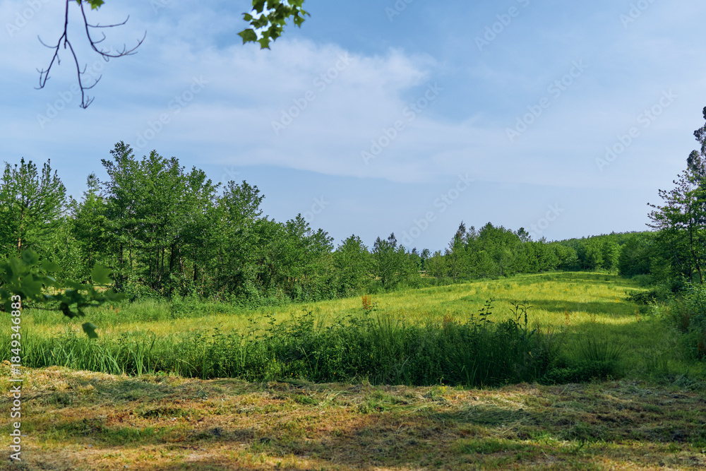 Fototapeta premium Meadow field trees grass sky landscape in a sunny rural scene with rolling green pasture, wildflowers and edge of forest under blue summer sky for nature and outdoor use
