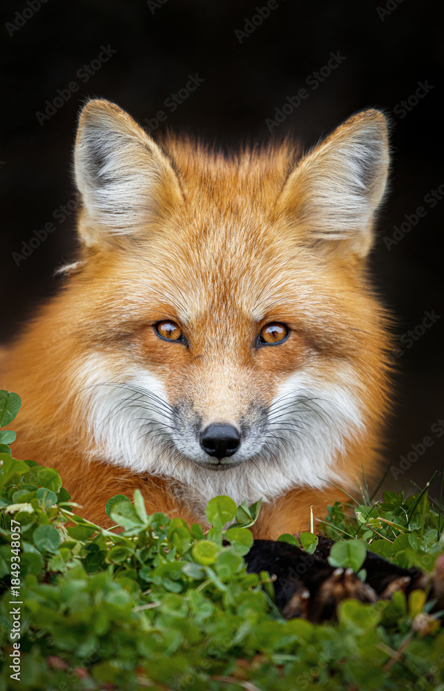 Fototapeta premium Red fox in autumn 