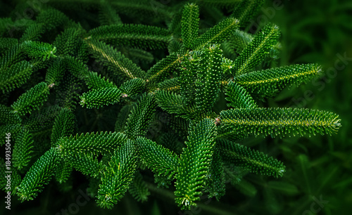 Tableau sur toile Green fir tree branches background