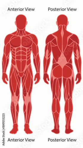 Human muscular system vector illustration, front and back view, clean flat design, red muscle tones, white background, anatomical accuracy, medical education style