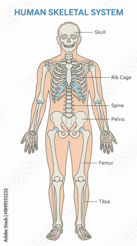 Human skeletal system vector illustration, realistic proportions, clean medical style, white background, flat and line combination, anatomical accuracy, high resolution vector, educational use