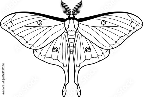 luna moth line art