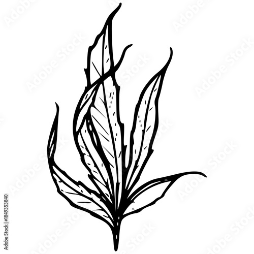 stylized cannabis leaf outline / marijuana plant vector