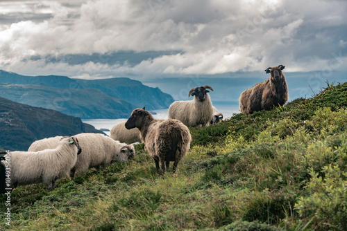 Flock of sheep grazing on green hills landscape by the sea