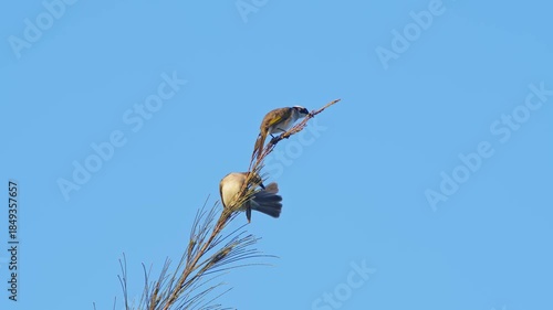Pair of Light-Vented Bulbuls Perching and Preening.