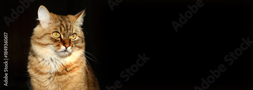 Slika na platnu Close-up portrait of cute, furry cat, black background