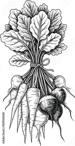 Vintage black and white engraving of a freshly harvested bunch of root vegetables including carrots and radishes tied with twine.