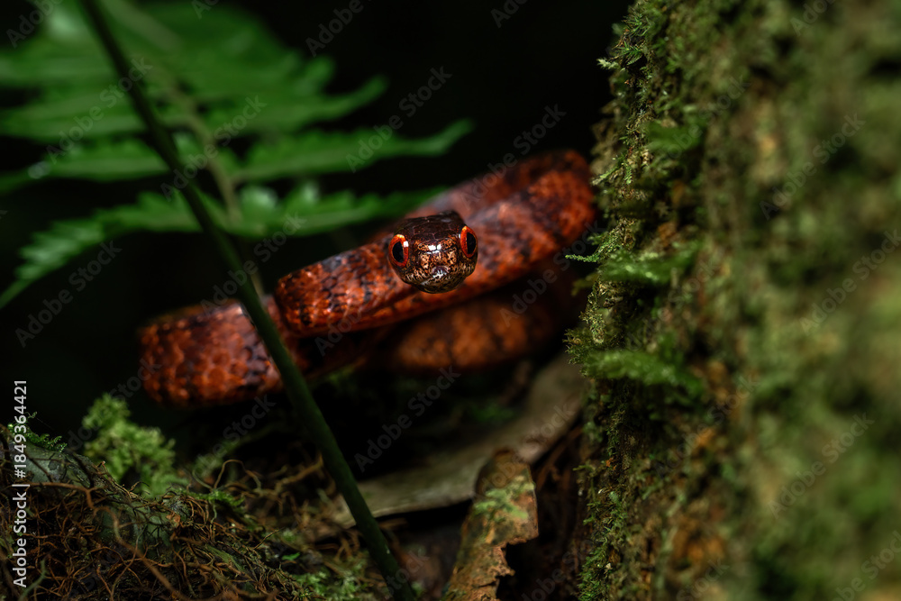 Obraz premium The keeled slug-eating snake (Pareas carinatus) in a rainforest in Central Java, Indonesia.