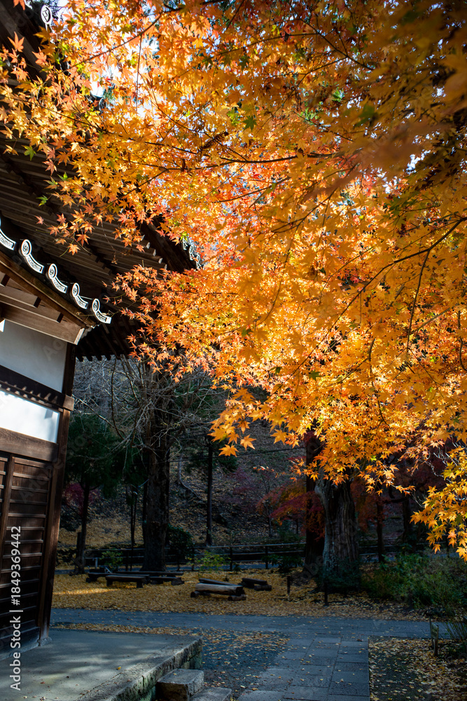 Fototapeta premium 鎌倉251209 浄智寺5 もみじ＆黄葉