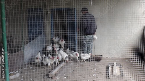An elderly man opens the barn and the chickens run out to eat the feed.