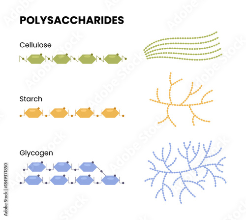 Vector illustration of polysaccharides examples. Starch, glycogen, and cellulose	