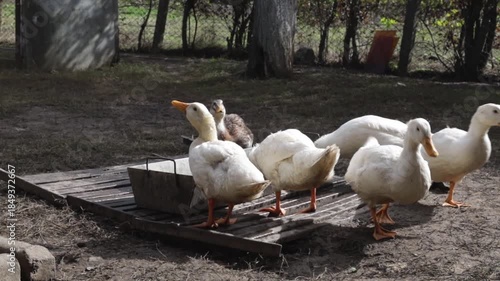 A flock of ducks drink water from a drinking trough outdoors outside the city.