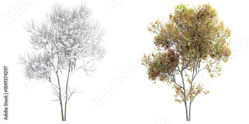 Fototapeta Naklejka Na Ścianę i Meble -  Silver Maple tree set with autumn yellow foliage and winter snow-covered branches isolated on transparent background 3d rendering png