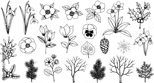 Hand Drawn Winter and Spring Botanical Outline Set: Flowers, Plants, Trees, Snowdrops, Holly, Hellebores, Pinecones, Berries, and Leaves - Black and White Illustrations