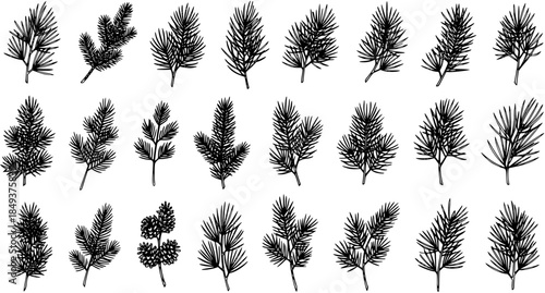 Hand drawn set of various pine, fir, and evergreen tree branches with cones. Botanical sketch collection of coniferous twigs, perfect for winter holiday and Christmas designs.