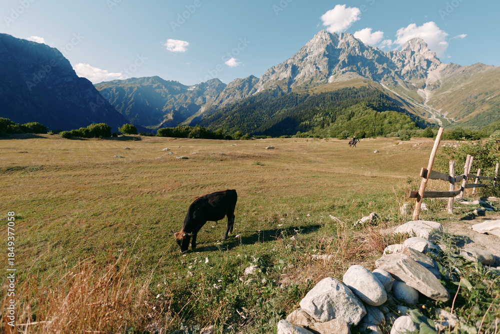 Fototapeta premium Cow meadow mountain pasture grazing fence in a sunny alpine landscape with rock wall and clear blue sky, peaceful field and livestock feeding on grass in rural countryside valley.
