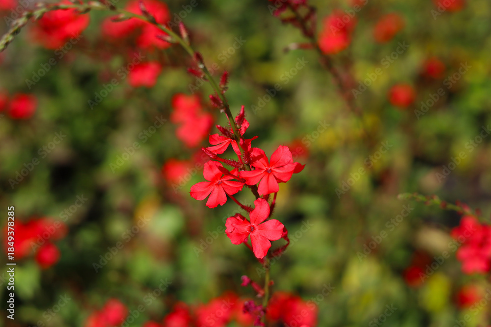 Obraz premium Red flower of Indian leadwort