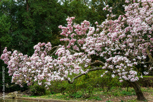 Blooming Magnolia Tree with Pink and White Flowers in Spring Garden