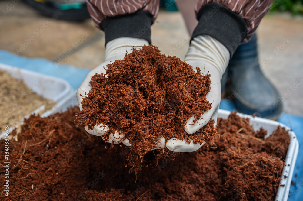 Naklejka premium Gardener holding Coconut husk (or coir) in hands. Coir absorbs and holds a large amount of water, keeping plants hydrated and reducing the frequency of watering.