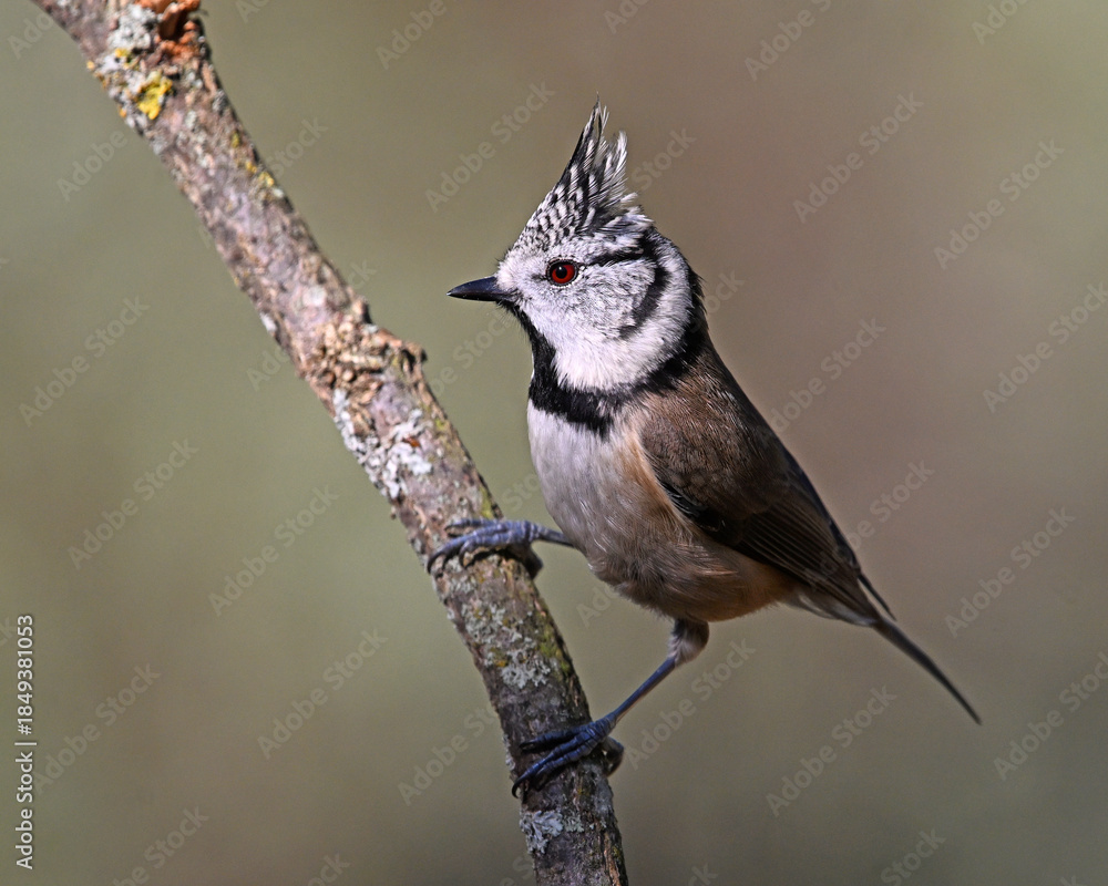 Fototapeta premium a crested tit perched on a branch