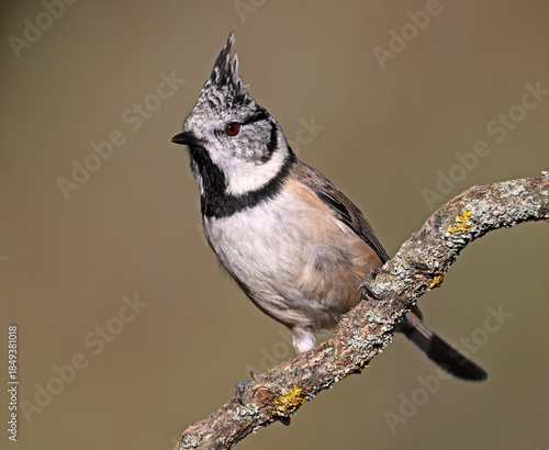 a crested tit perched on a branch