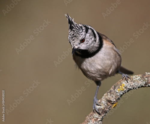 a crested tit perched on a branch