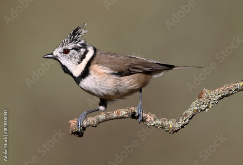 a crested tit perched on a branch