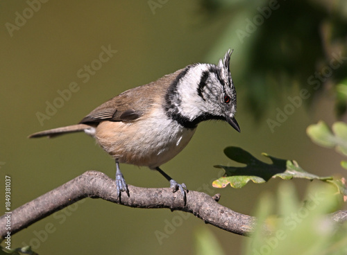 a crested tit perched on a branch