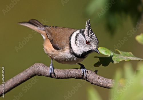 a crested tit perched on a branch