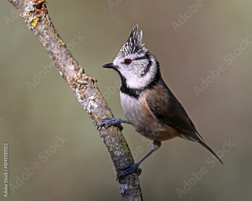 a crested tit perched on a branch
