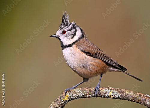 a crested tit perched on a branch