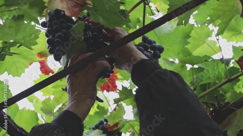 The hands of an elderly Caucasian man cut a bunch of ripe grapes from a gazebo.