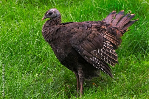 Female wild turkey, standing in grass, profile image, close up.