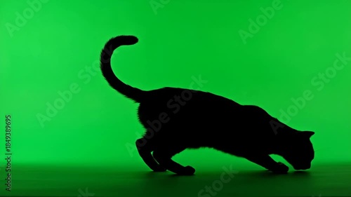Black cat silhouette walking on green.