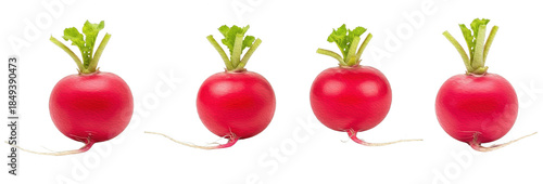 Set of Four Radish (Raphanus sativus) in Natural Arrangement, Isolated on White Background, Oil Paint