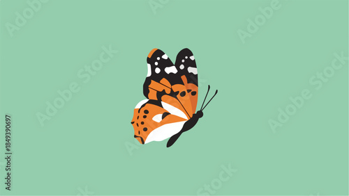 Beautiful orange butterfly with black and white markings on a solid green background.