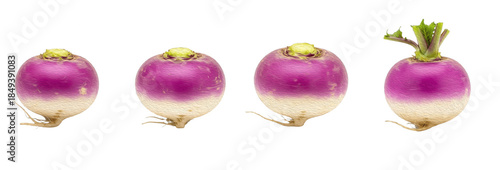 Set of Four Turnip (Brassica rapa subsp. rapa) in Natural Arrangement, Isolated on White Background, Oil Paint