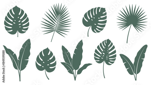 Collection of various tropical palm and monstera leaves, representing botanical and nature elements