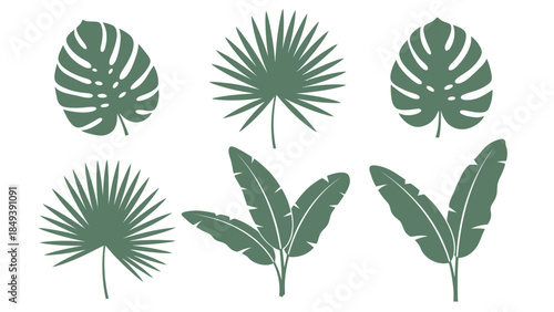 Collection of six tropical leaf silhouettes on a white background, featuring monstera and palm varieties