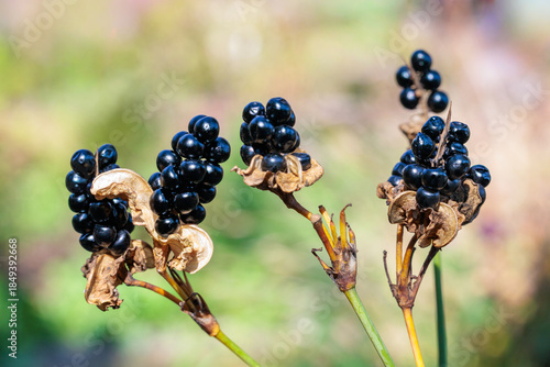 Obraz na plátně Black seeds of the belamcanda that ripened in autumn.