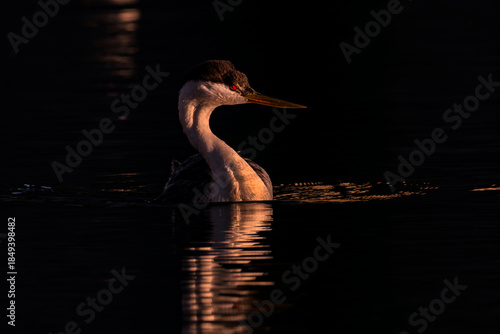 Western Grebe faces the sunset at Deer Flat National Wildlife Refuge Idaho