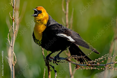 Yellow-headed Blackbird calling