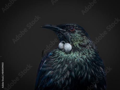 Фотография Tui keeping a watchful eye on me