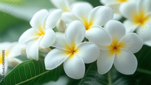 Wallpaper Mural Plumeria Flowers with White Petals and Yellow Centers on Green Background Torontodigital.ca