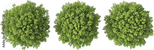 Top view green tree canopy collection, isolated deciduous foliage clusters, natural forest elements, summer vegetation texture, landscaping design asset, botanical overhead perspective