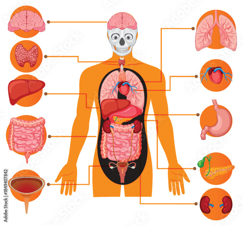 Human Body Internal Organs Educational Vector Diagram