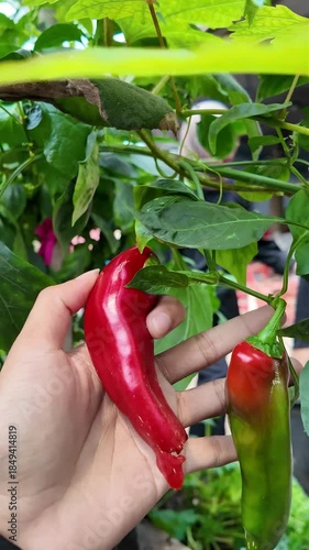 red pepper in hand