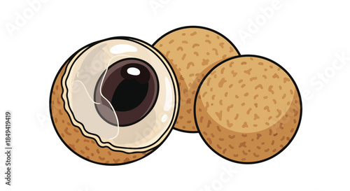 Vector art of longan fruit: one opened displaying white pulp and dark seed, two whole brown textured fruits, all on a simple white background for